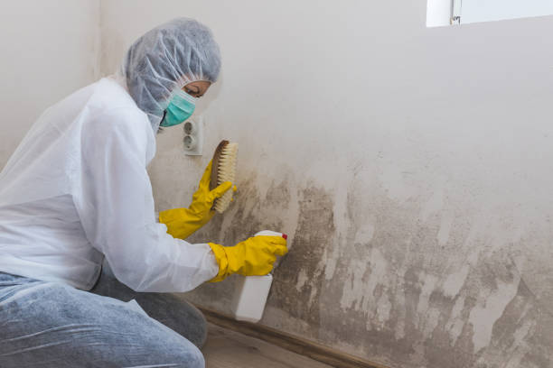 Best Emergency Mold Remediation  in Anchor Point, AK