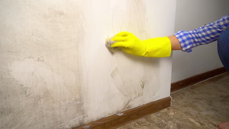 Best Environmental Consulting for Mold Prevention  in Anchor Point, AK
