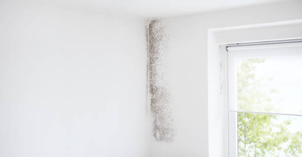 Best Air Quality Testing for Mold Spores  in Anchor Point, AK