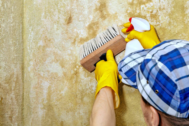 Best Mold Remediation for Vacation Homes  in Anchor Point, AK