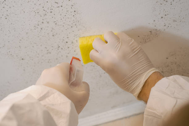 Best Comprehensive Air Testing for Mold Contaminants  in Anchor Point, AK