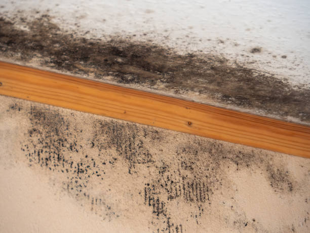 Best Basement Mold Removal  in Anchor Point, AK