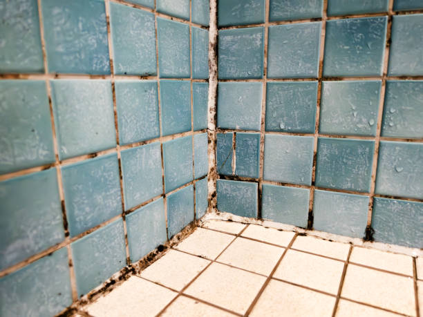 Reliable Anchor Point, AK Mold Removal Solutions