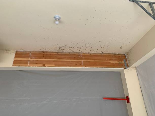 Best Mold Remediation for Healthcare Facilities  in Anchor Point, AK