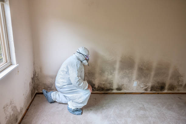 Best Post-Construction Mold Inspection  in Anchor Point, AK