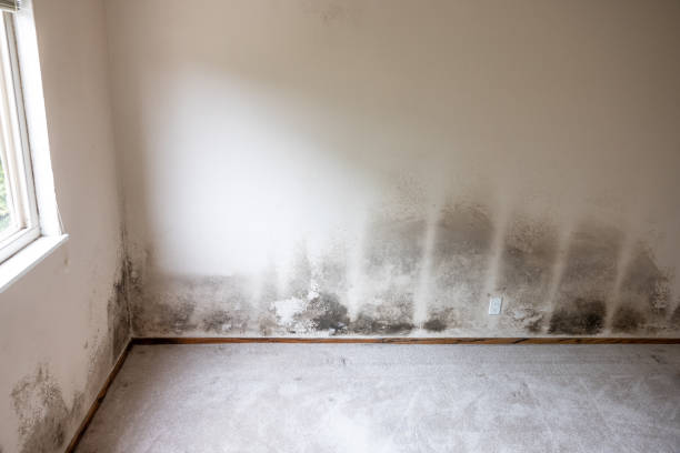 Best Airborne Mold Testing  in Anchor Point, AK