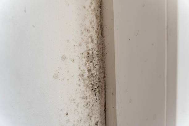 Mold Remediation for Rental Properties in Anchor Point, AK