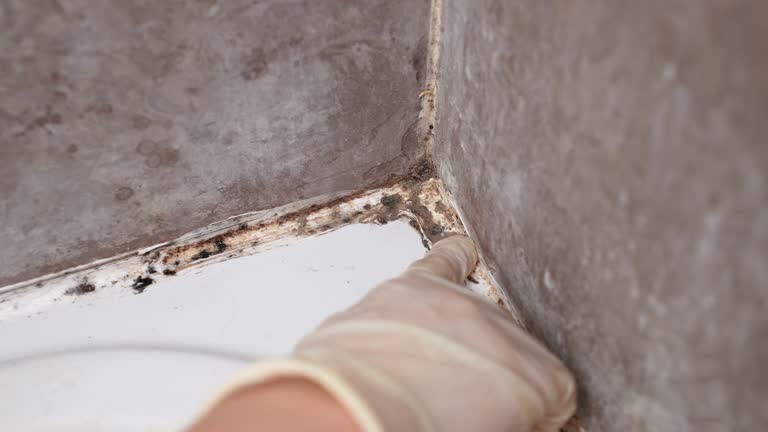  Anchor Point, AK Mold Removal Pros